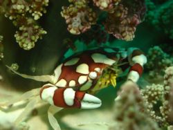 Caught this little fella with my Canon A40, Sea&Sea macro... by Dennis Siau 